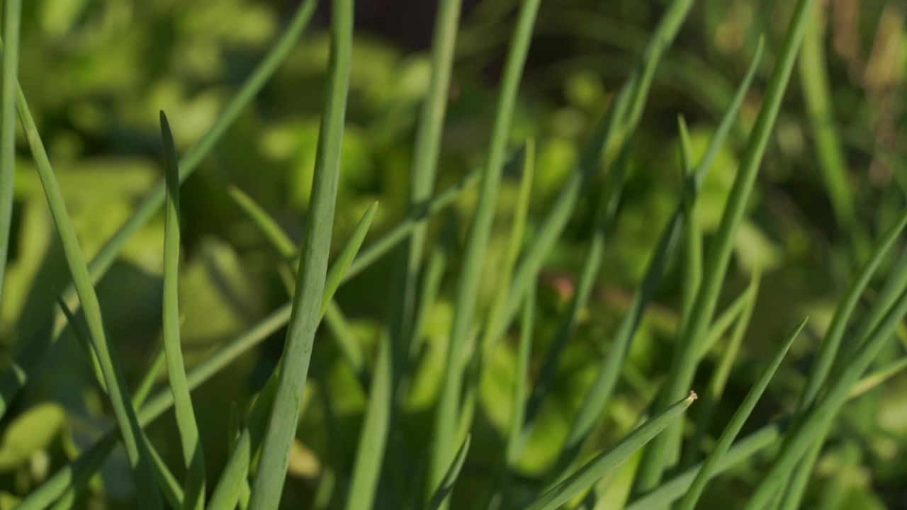 芫荽菠菜葱花辣椒 2