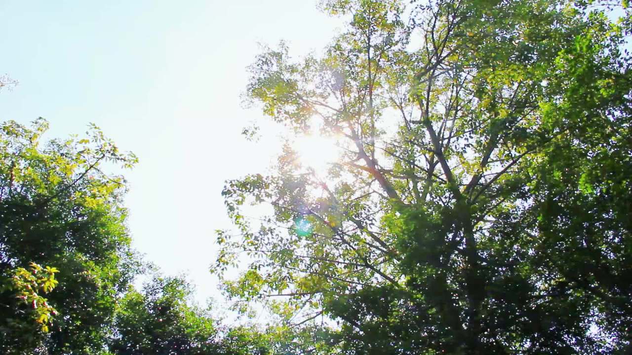 阳光透过树梢