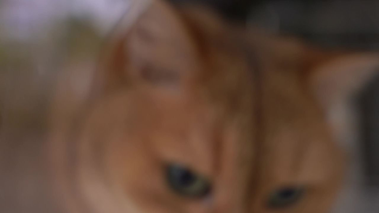 动物 9