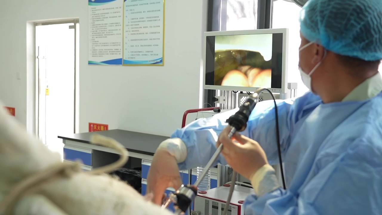兽医胚胎手术操作及实验室检查