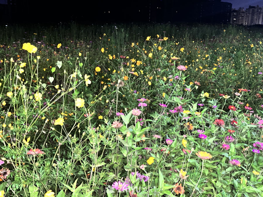 夜色中的花海