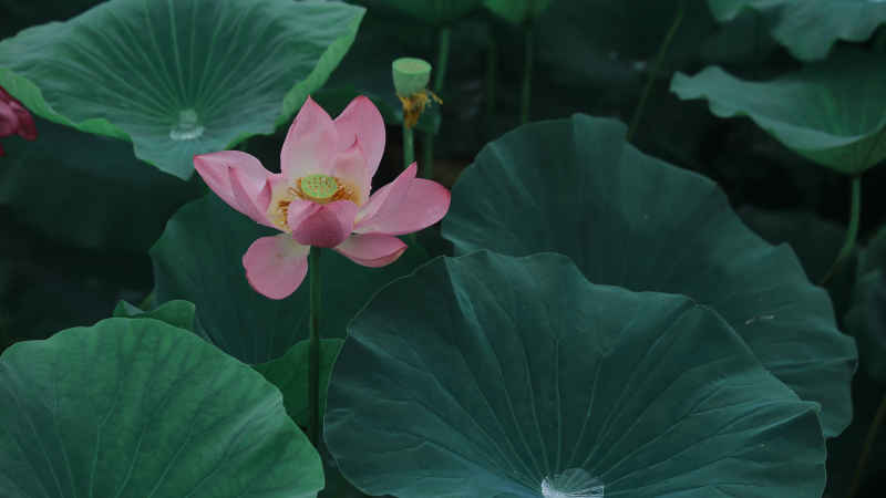 荷花 4