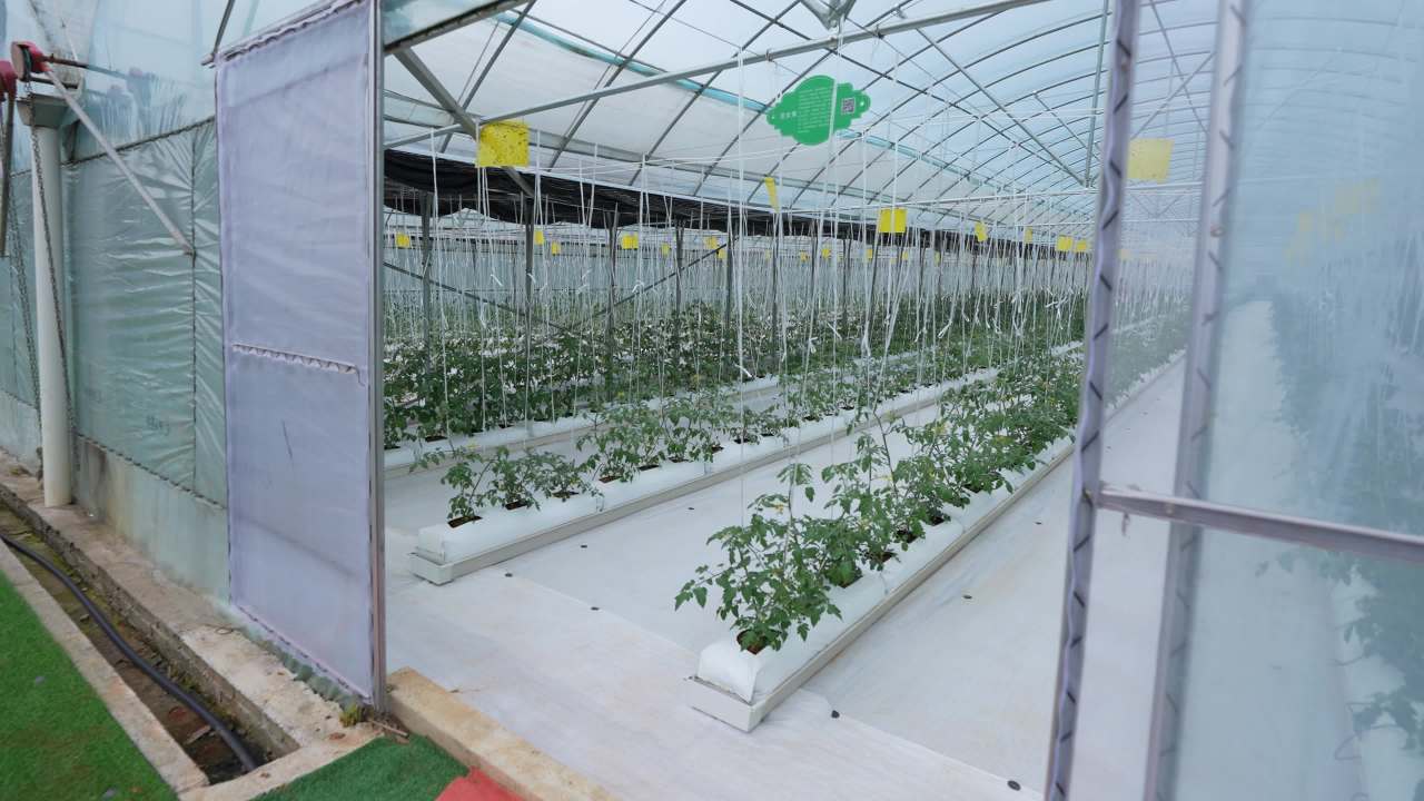 大棚蔬菜