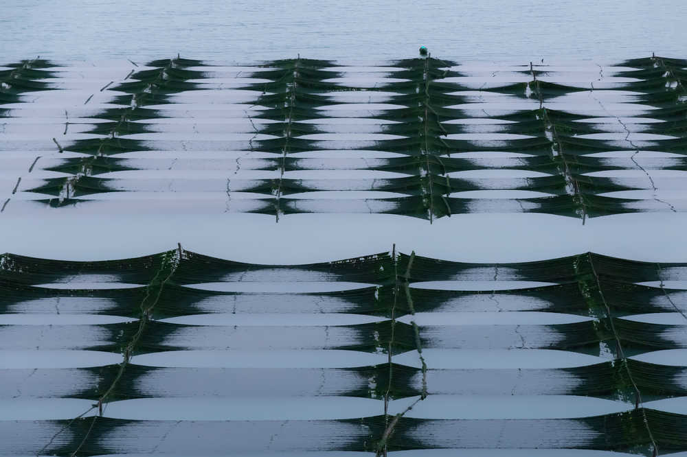 海上农场海带田