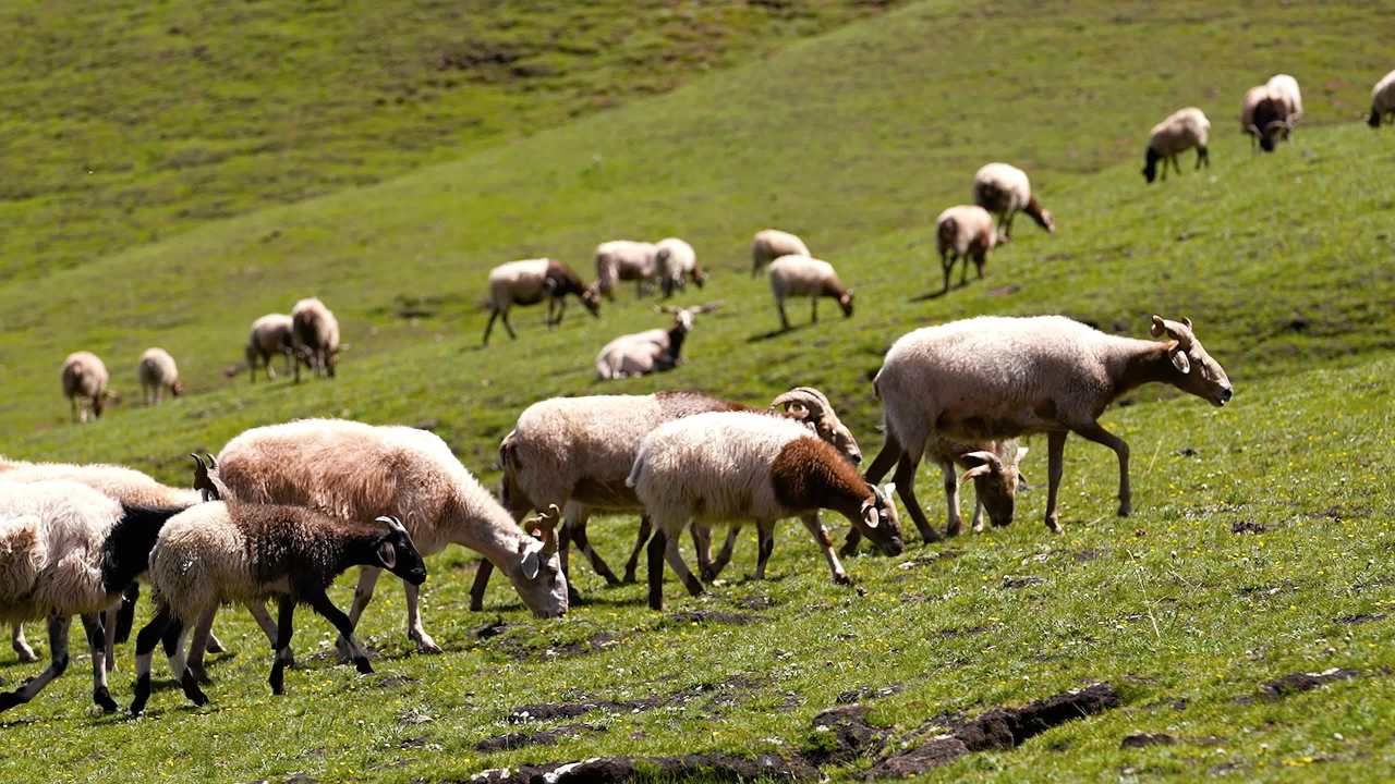 牛羊群在绿色草原悠然放牧