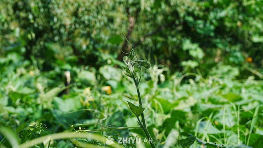 绿意盎然的新生