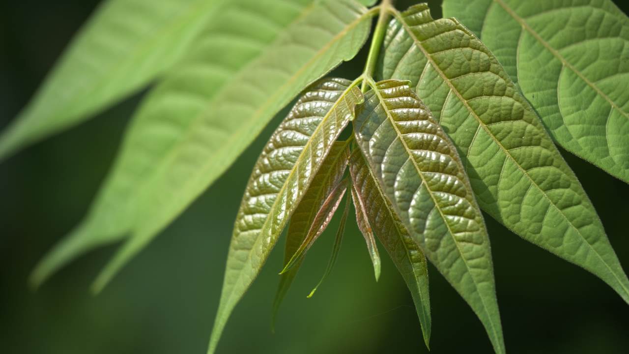 植物树木树叶绿色 24