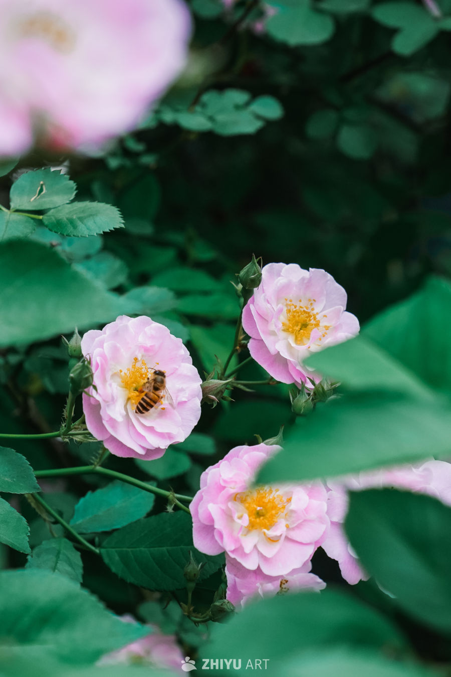 春末的蔷薇花 16