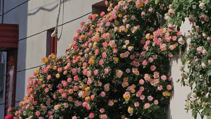 花/花墙