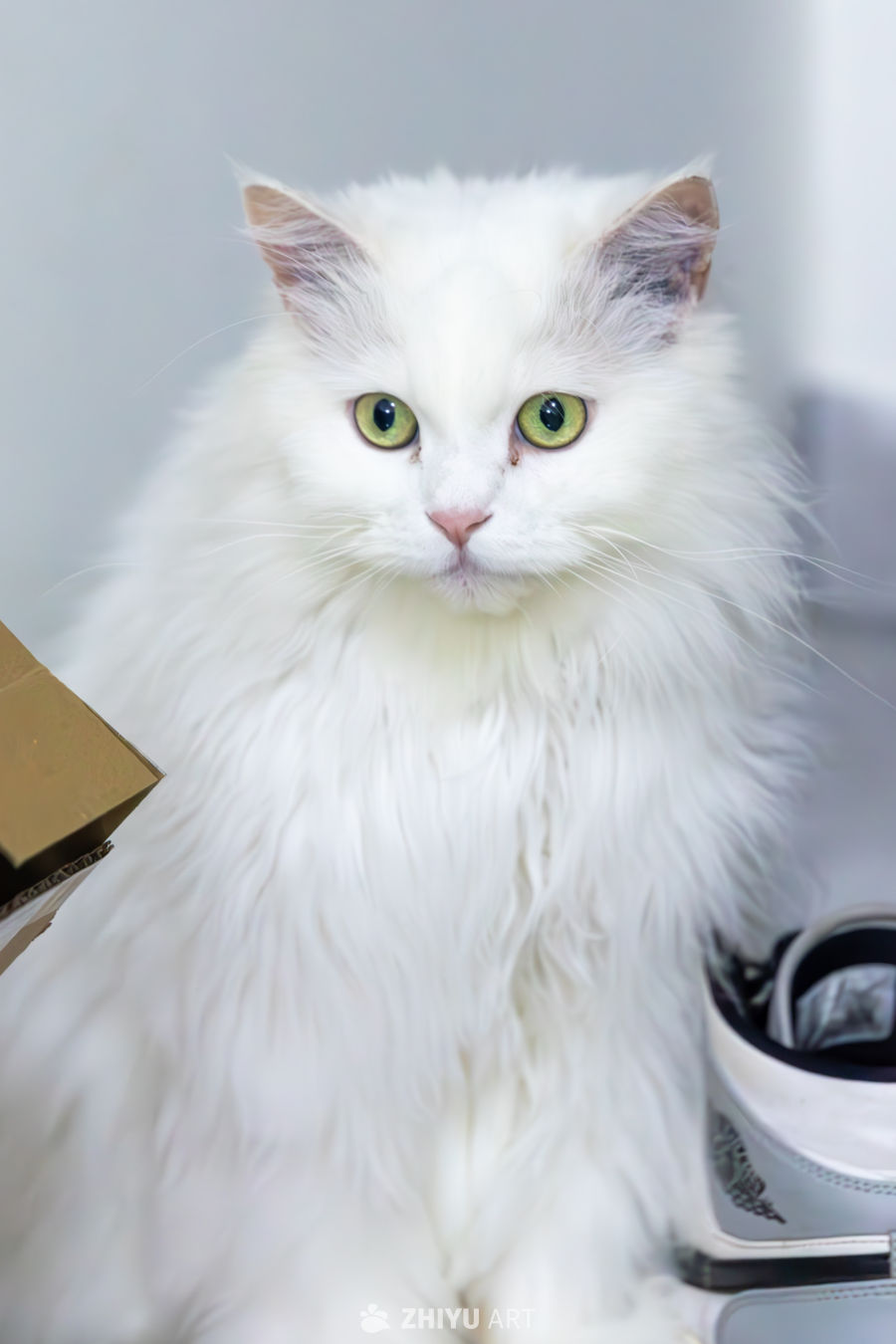 猫 1