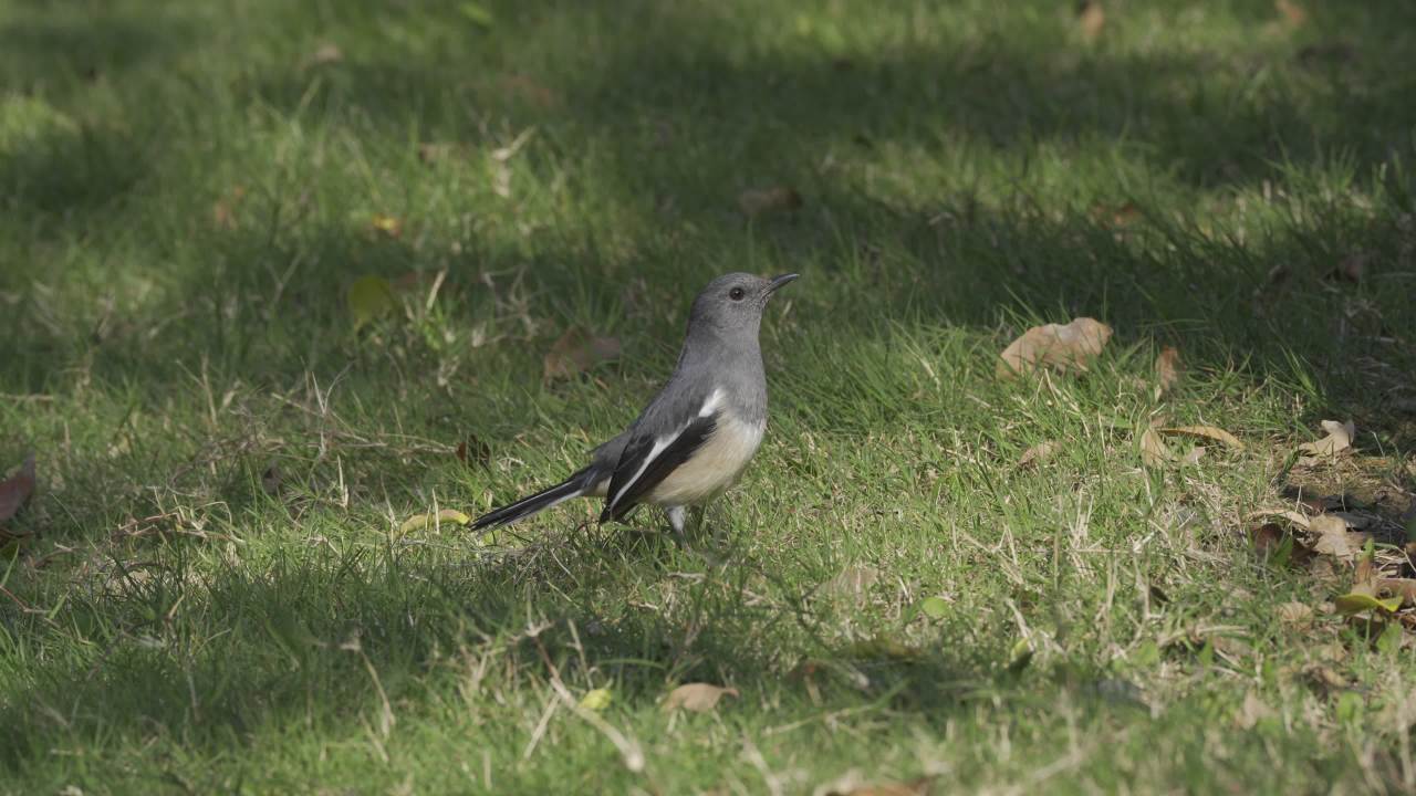 白鹡(jí)鸰(líng) 3 3