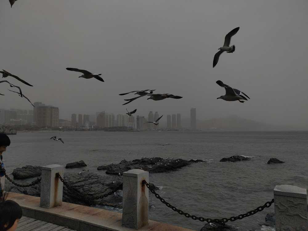 海鸥