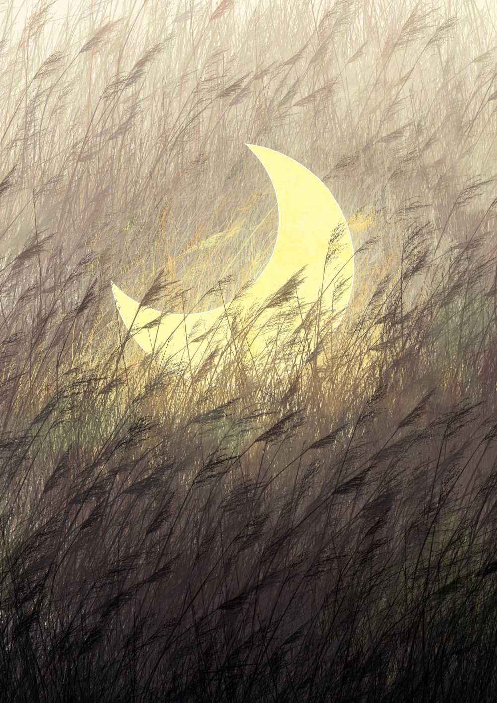 月亮草里德晚上童话想象力心情