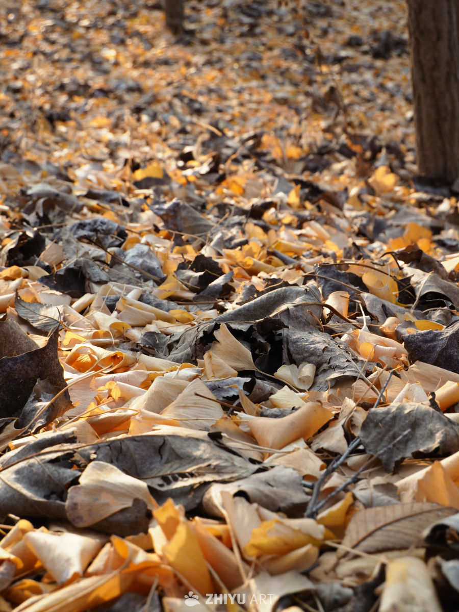 银杏叶和杨树叶