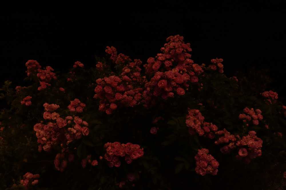 夜色蔷薇