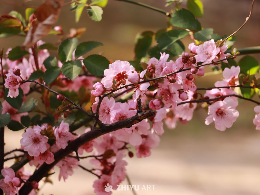 枝头红花春意浓