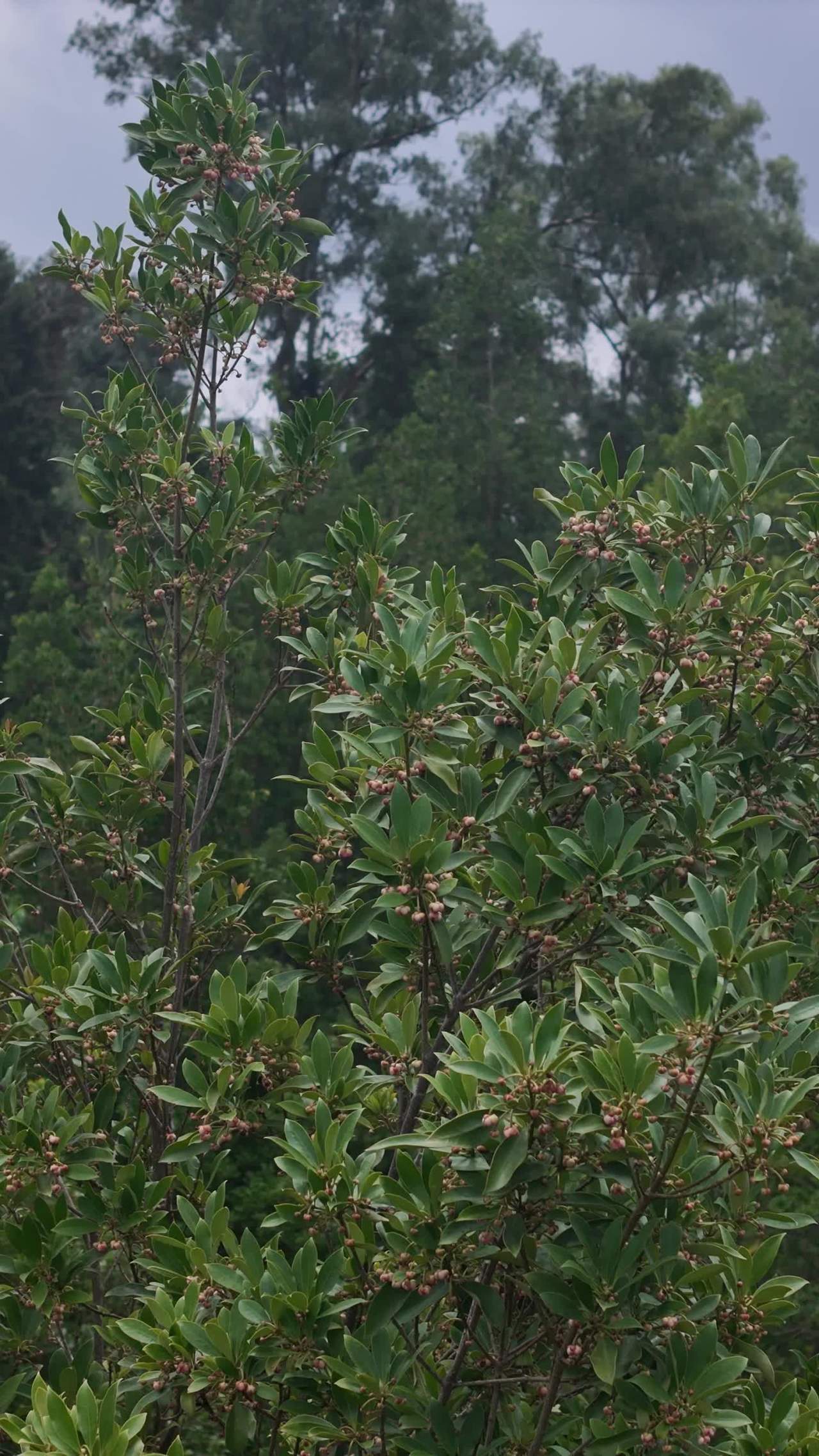 雨中绿意盎然的植物