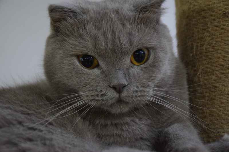 慵懒的优雅之变色折耳蓝猫