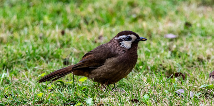 草地上的小鸟静憩