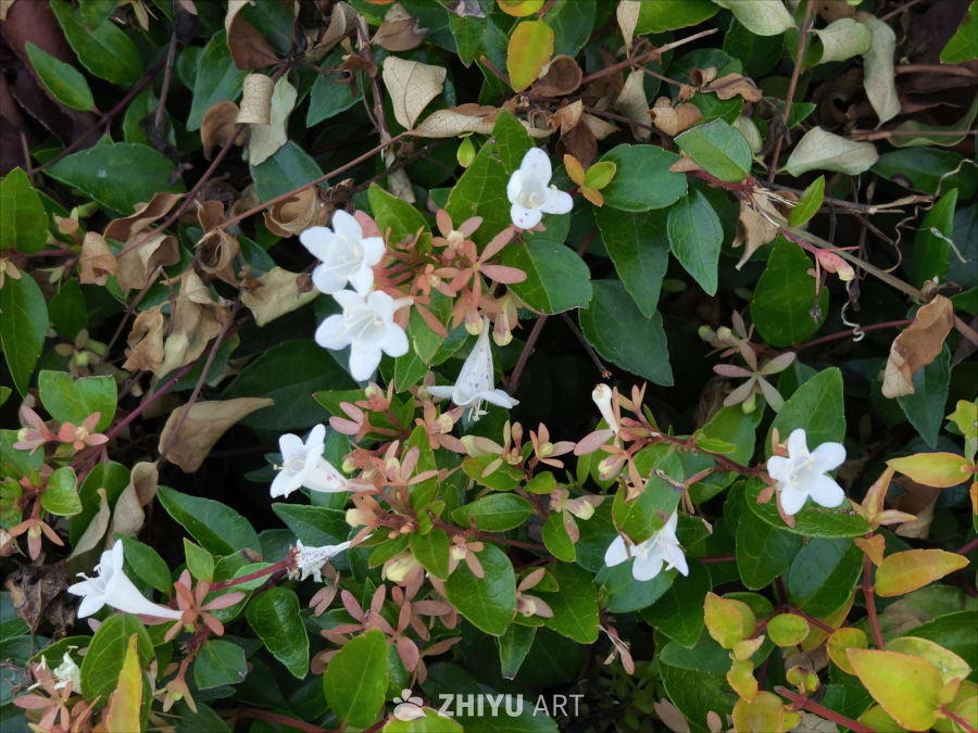 夏日里宁静的白色小花
