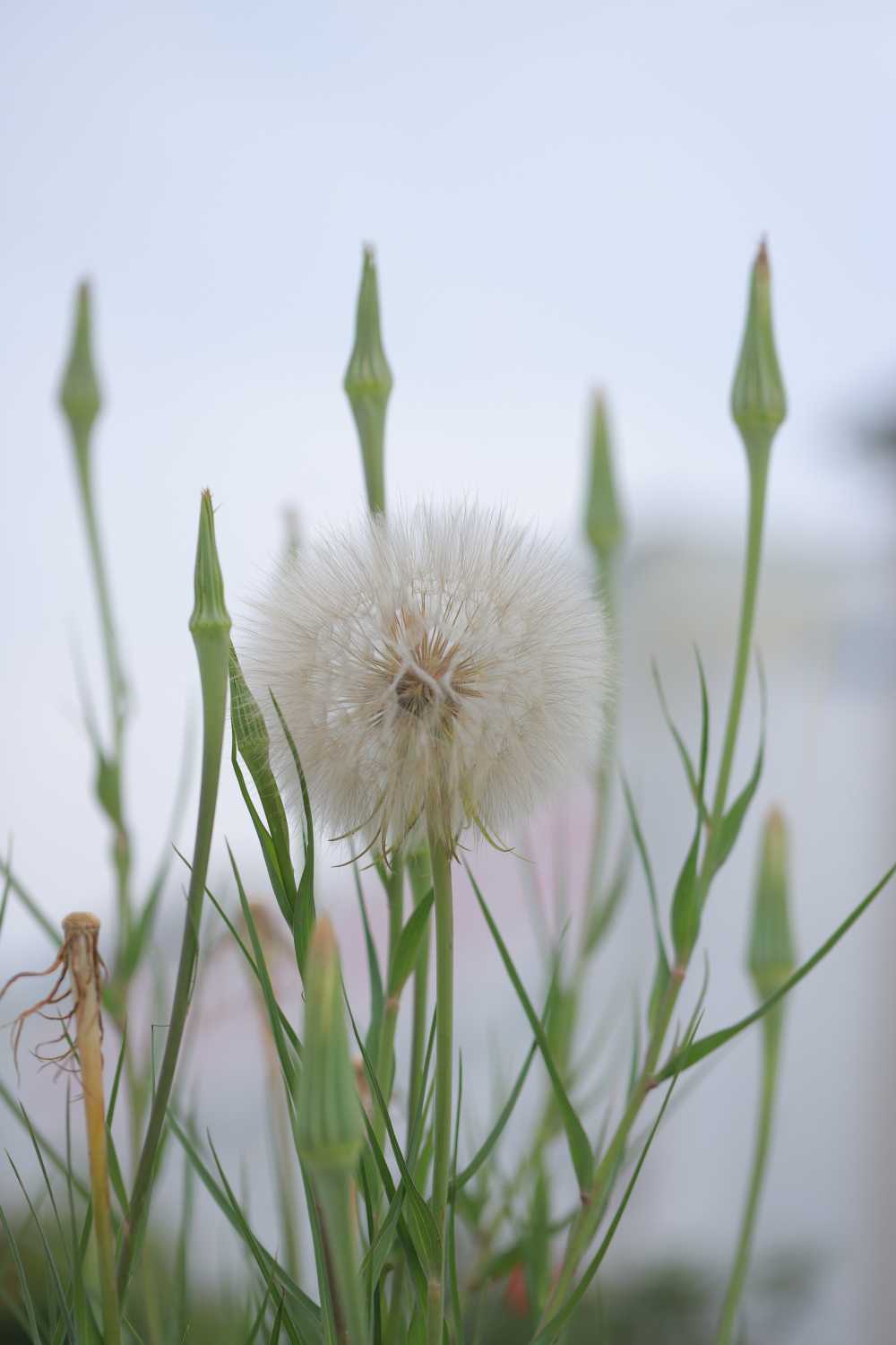 蒲公英