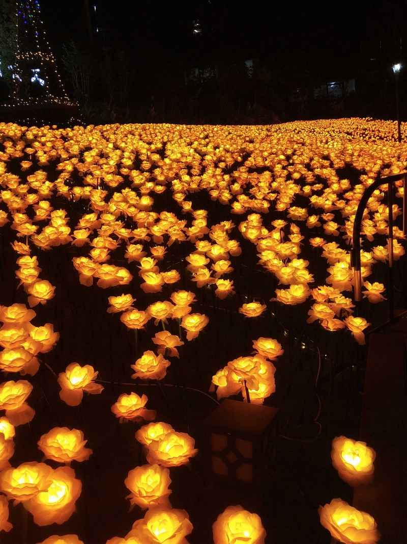 温州 花海