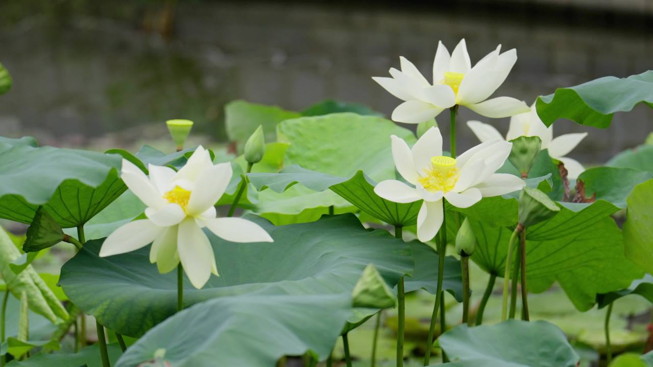 荷花02518128