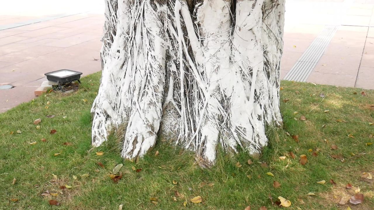 广场上的大榕树2