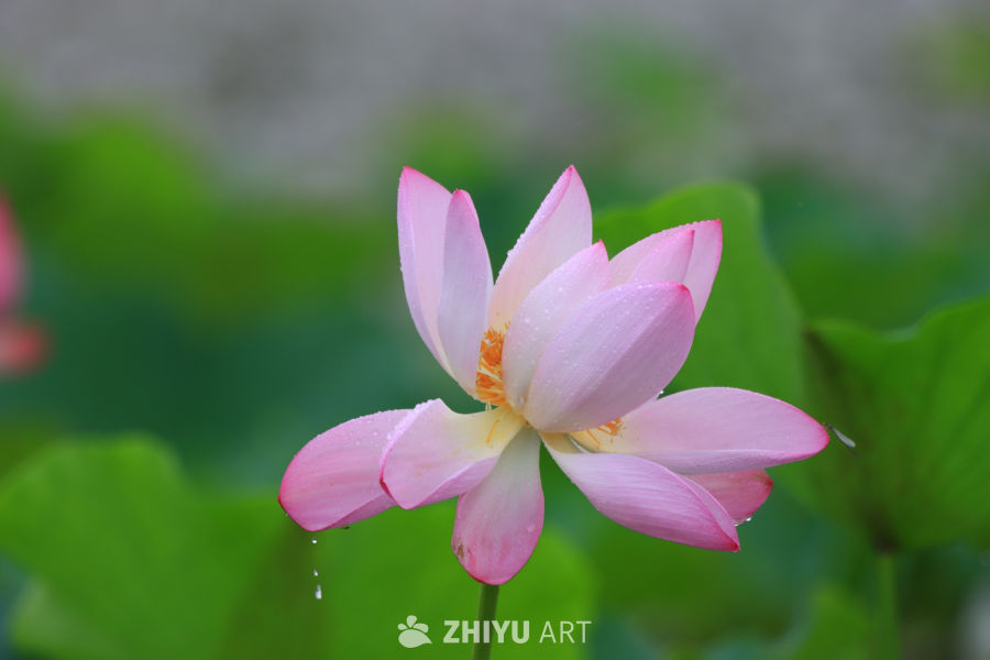 盛夏荷花 2