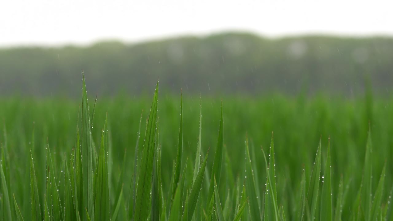 雨中的小麦