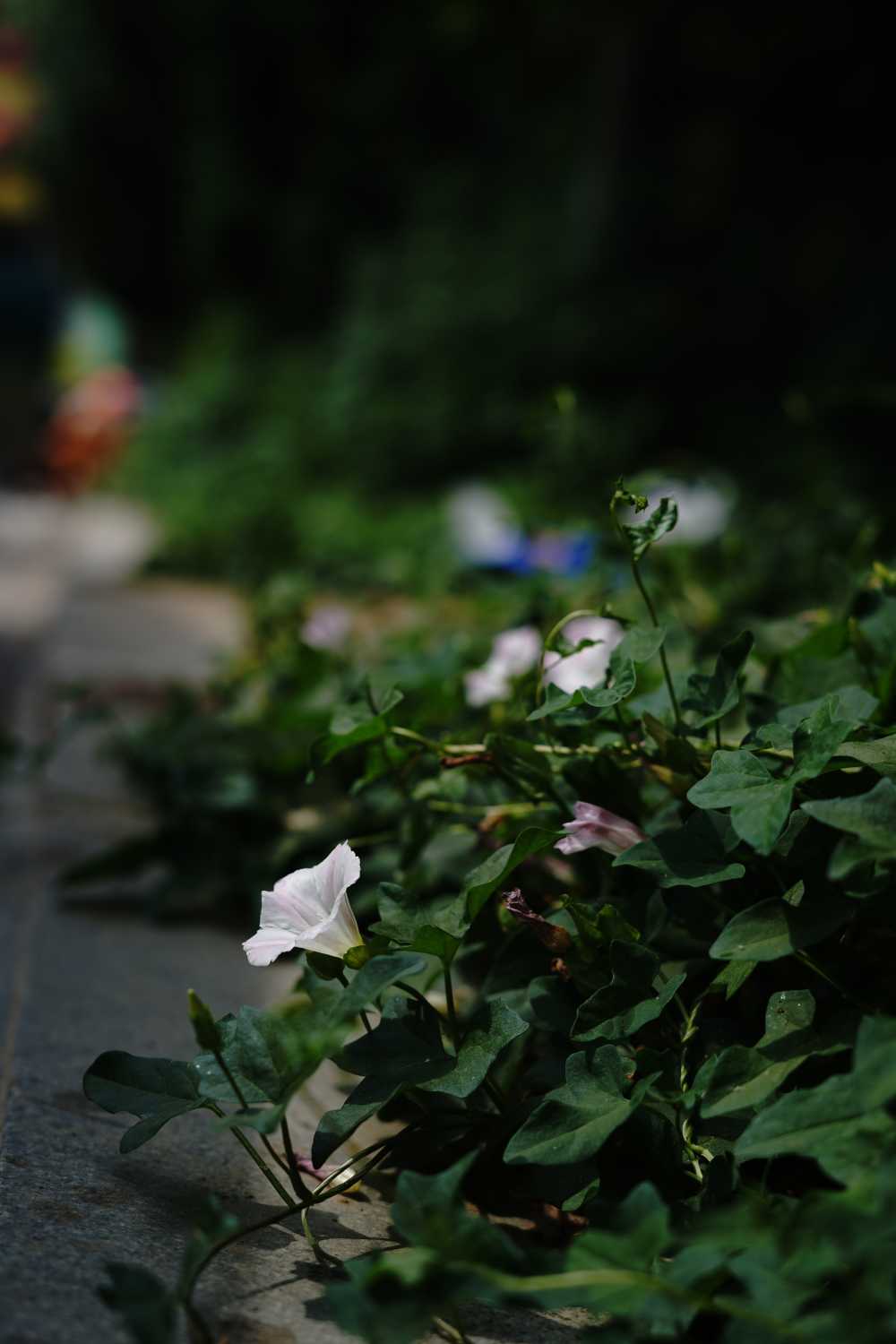 路边的野花