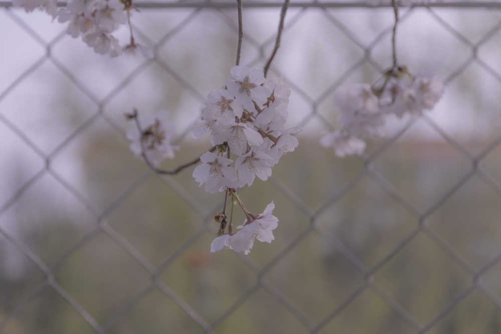 樱花绽放