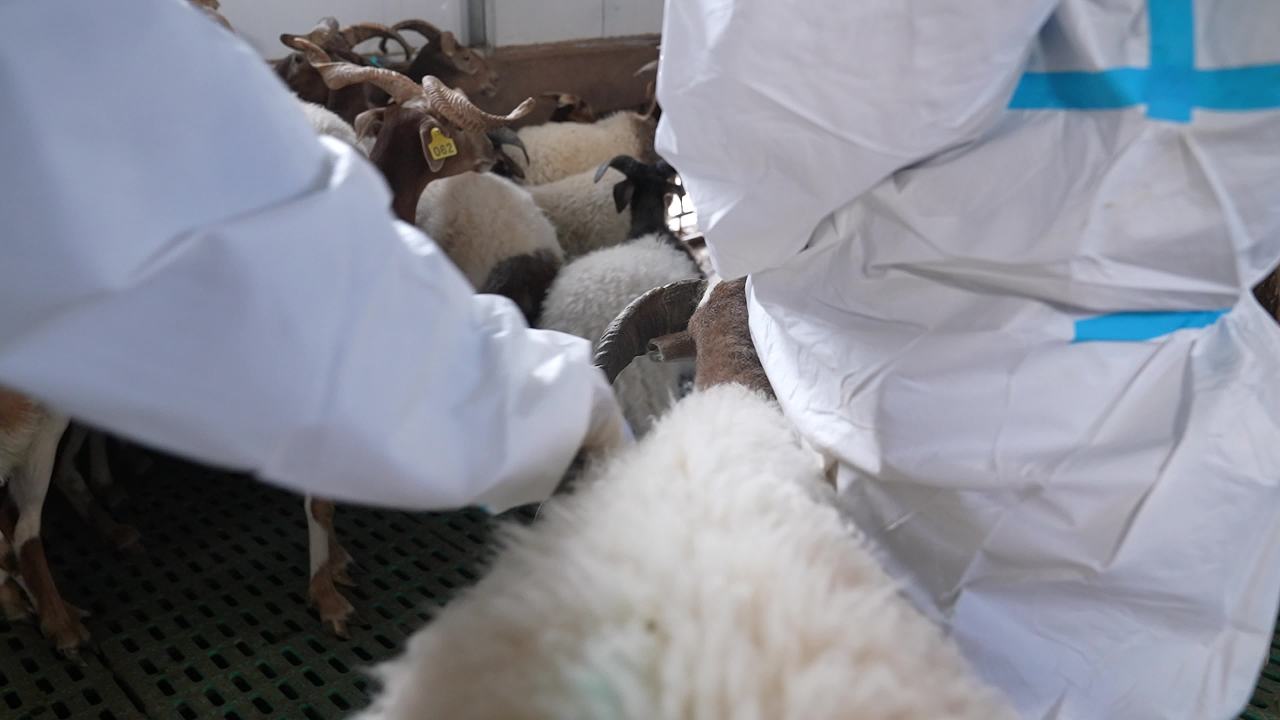 山羊养殖防疫工作