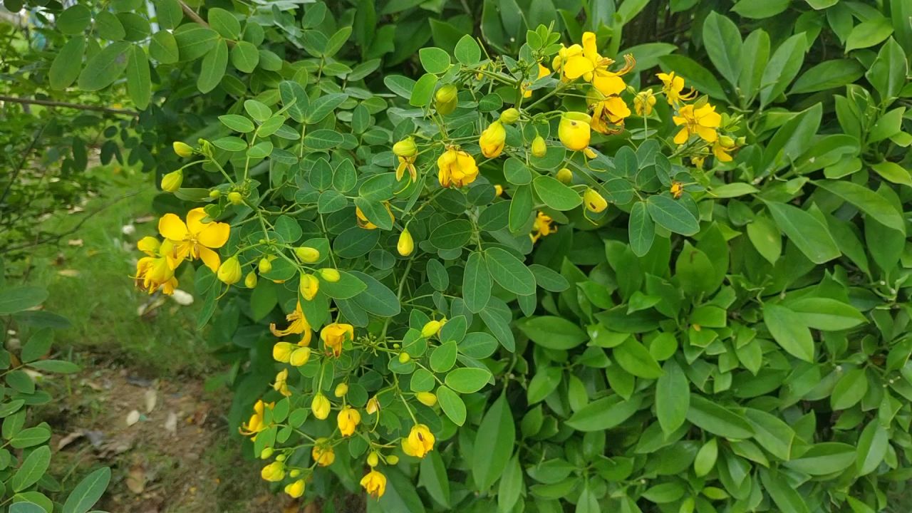 风吹双荚决明