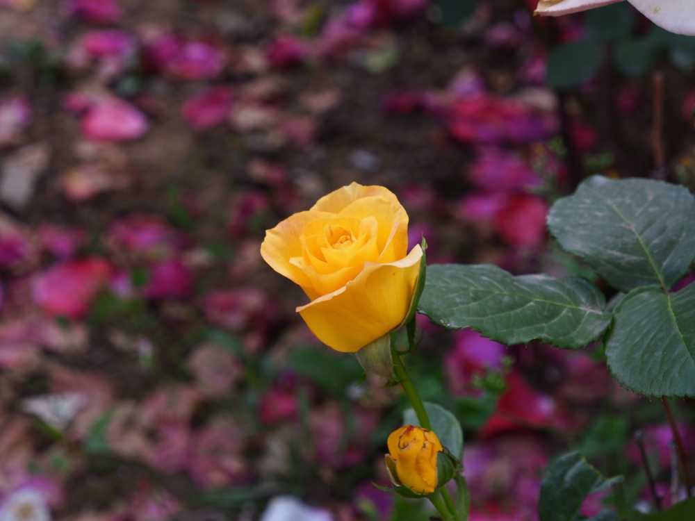 玫瑰花