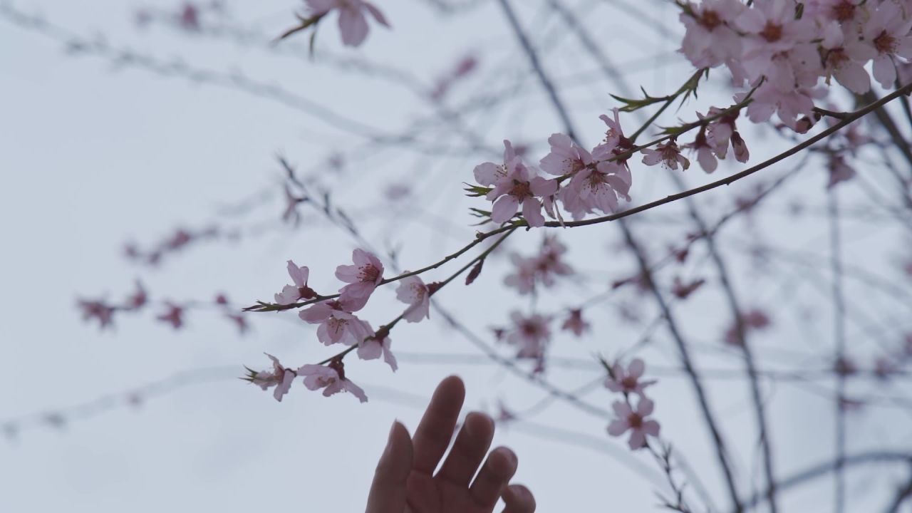 女生伸出手触摸桃花枝