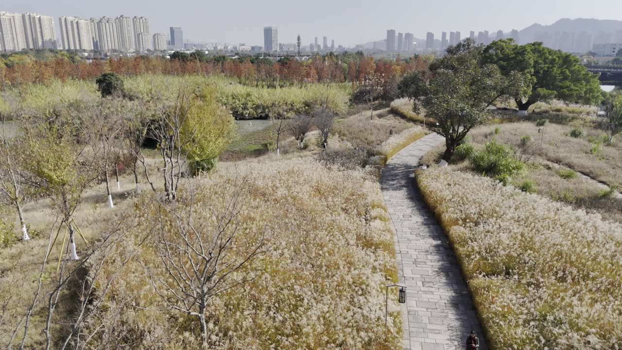 湿地红杉 32