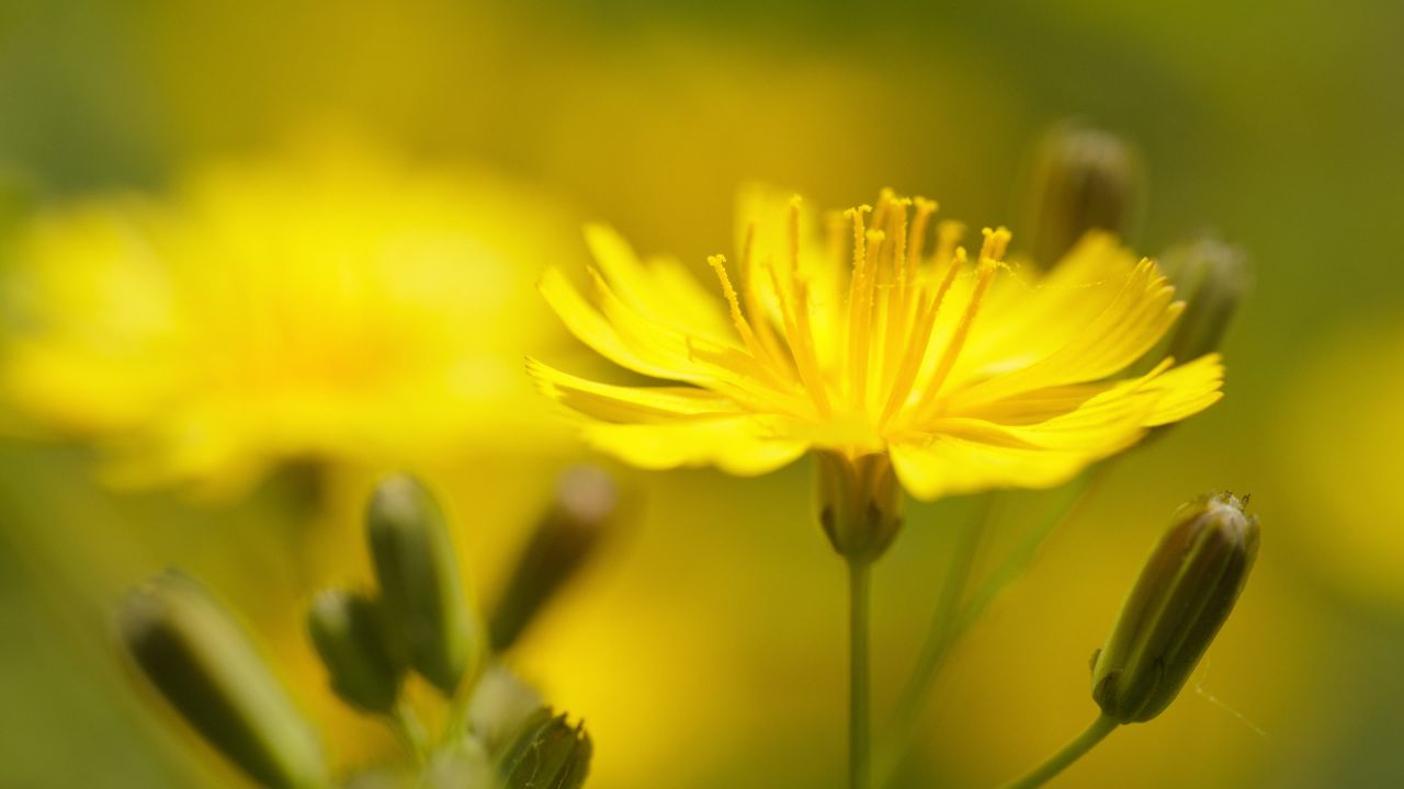春天花朵花卉4K实拍空镜