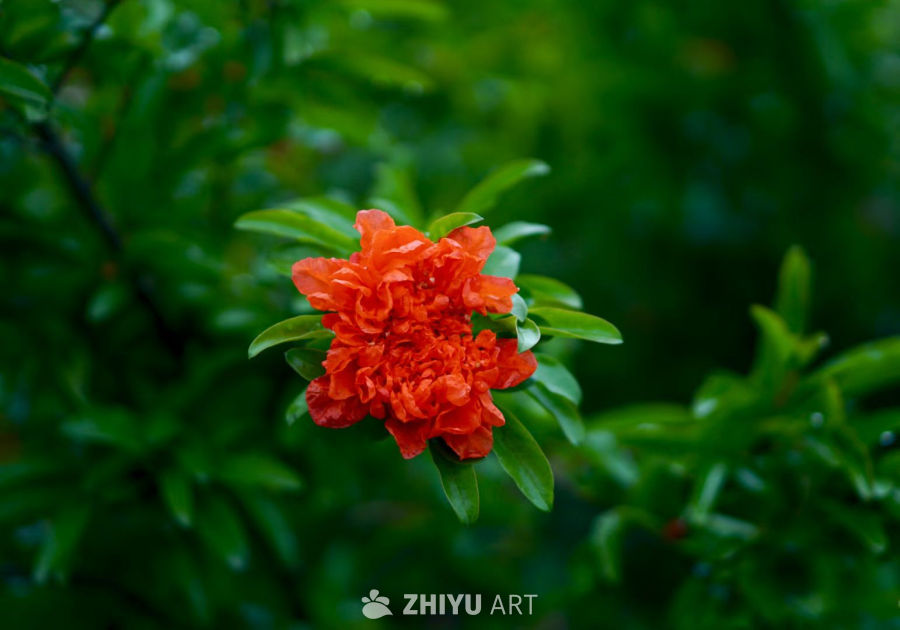 红石榴花绽放