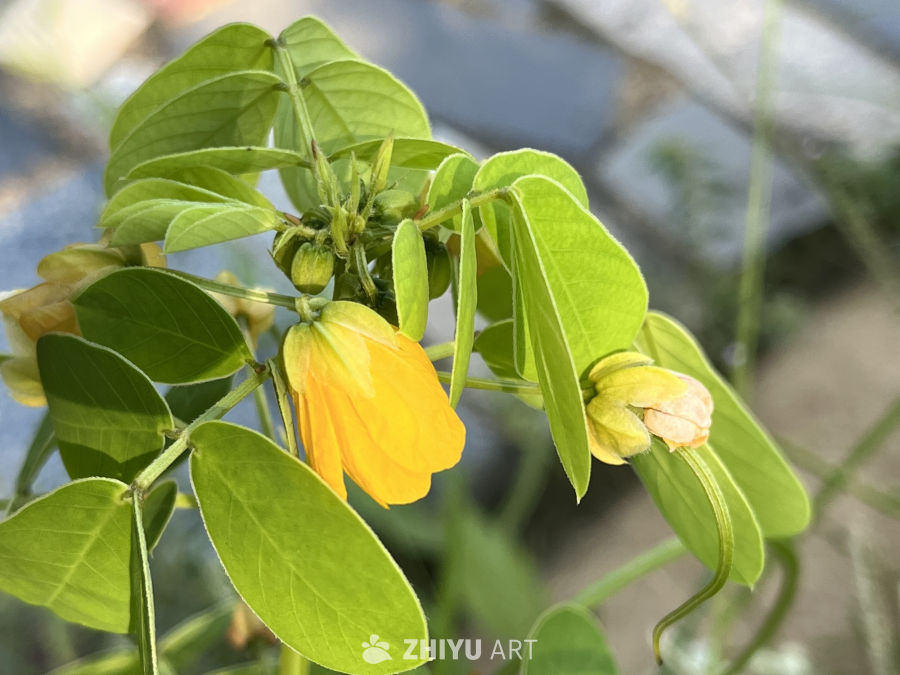 黄花绿叶春意浓