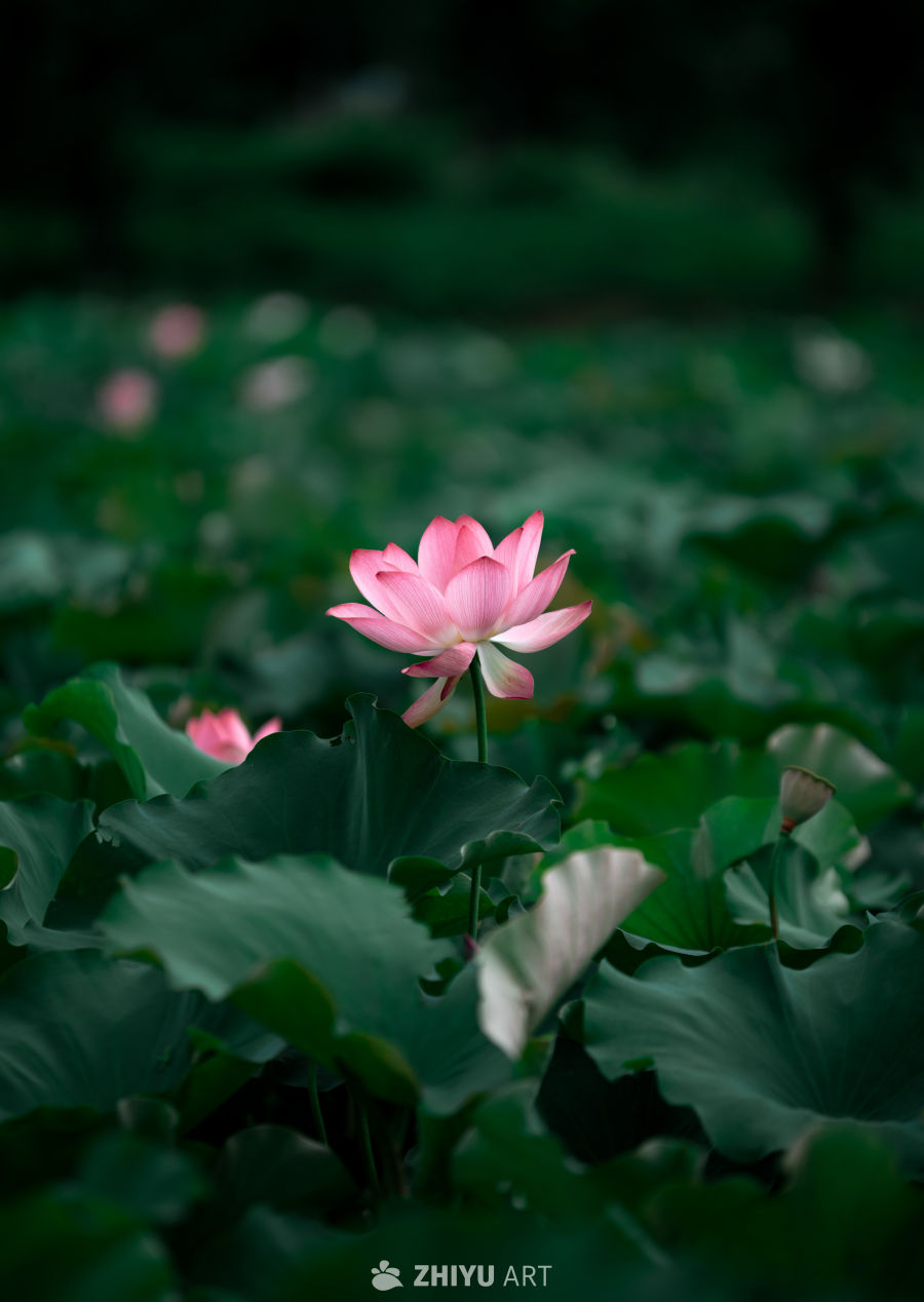 荷花 8