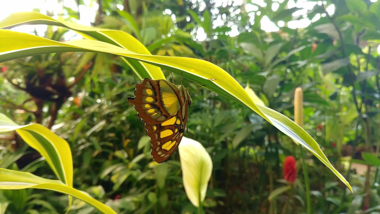 蝴蝶花园叶昆虫
