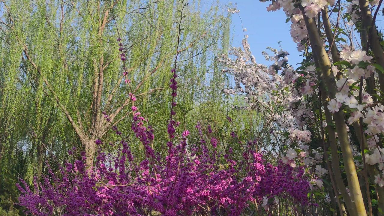 春天 花已开 28