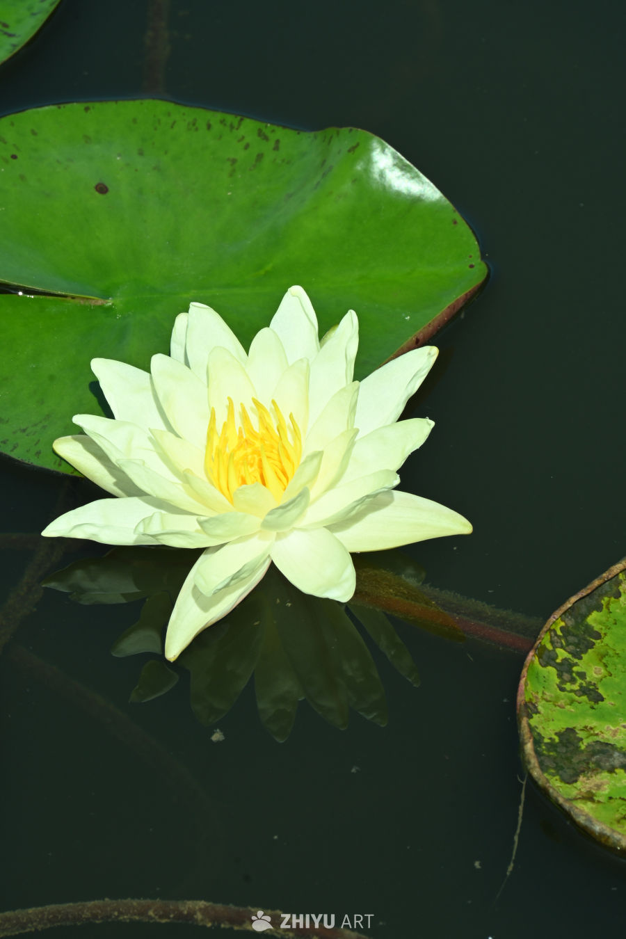 荷花