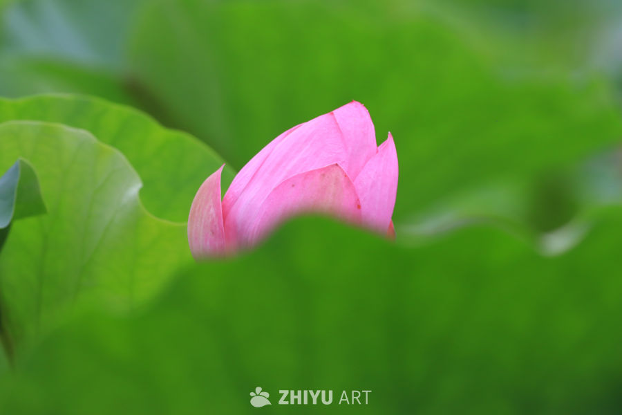 荷花 27