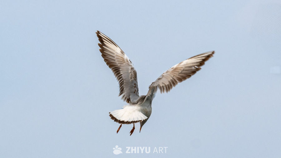 翱翔的海鸥
