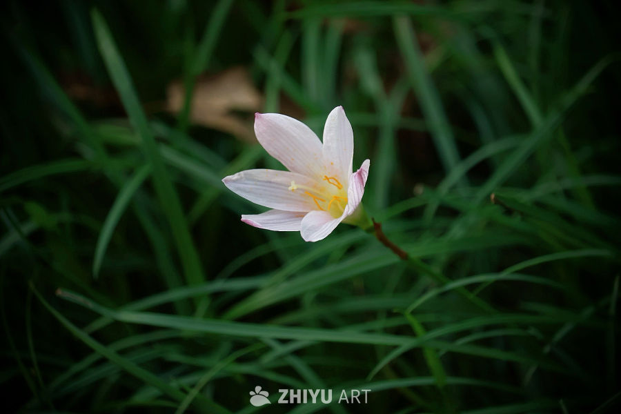 粉白小花在绿丛中绽放