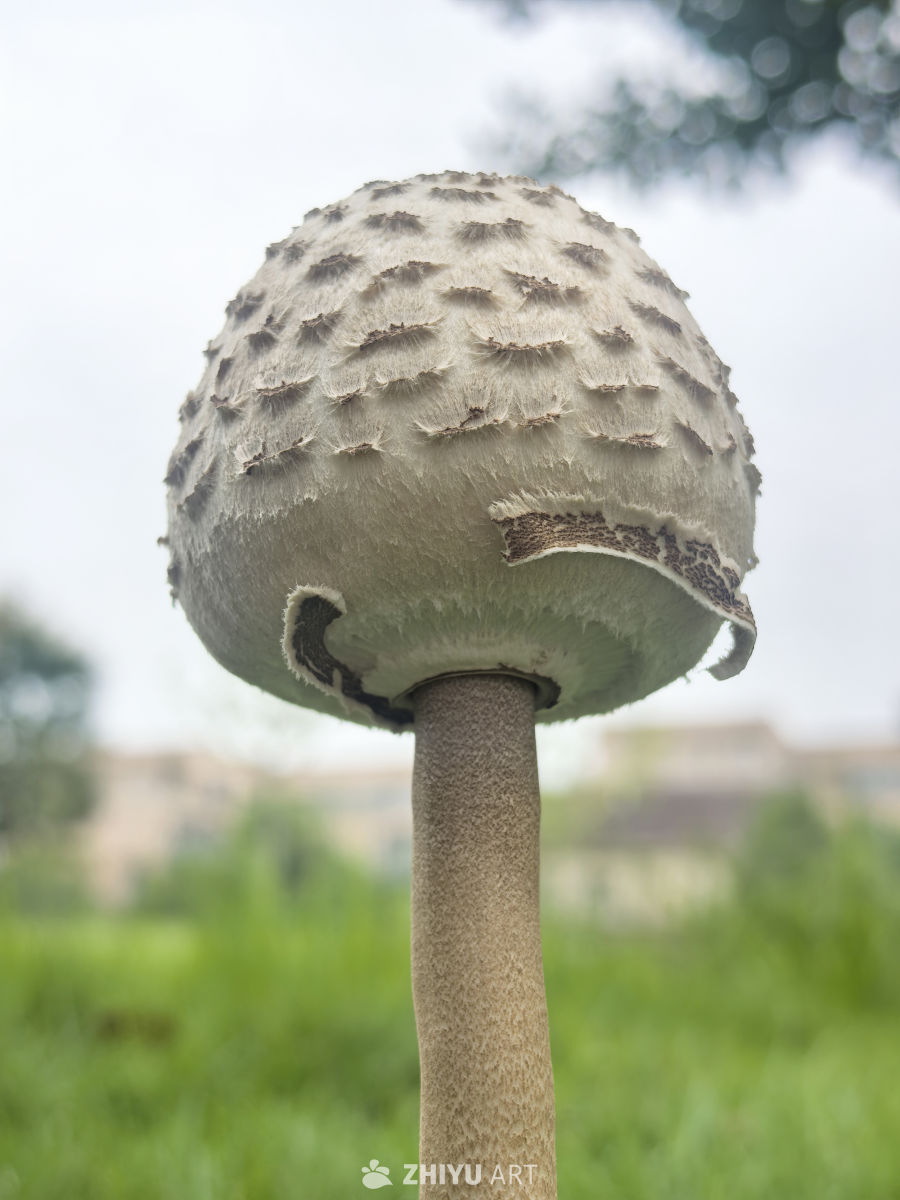 五颜六色的叶子与蘑菇🍄
