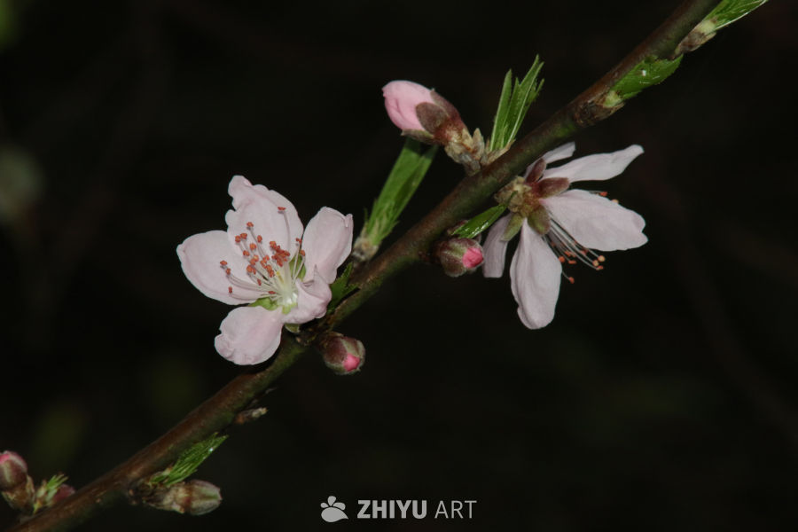 春日桃花绽放