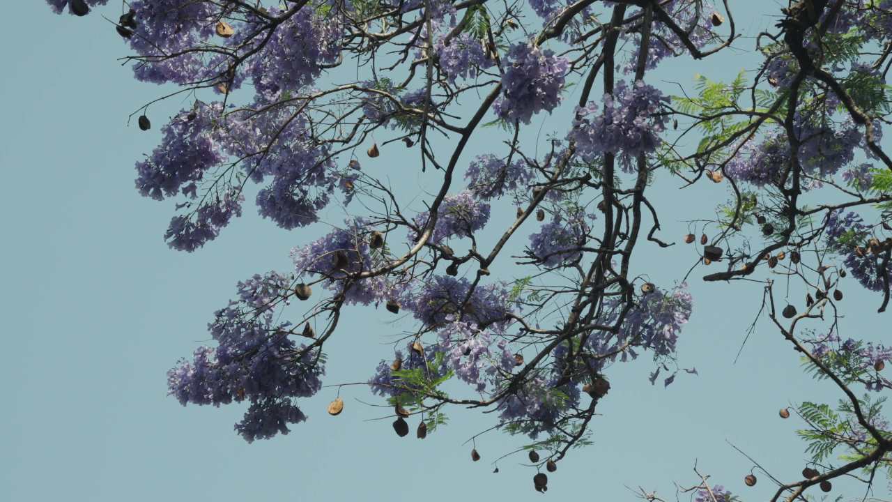 紫色花海